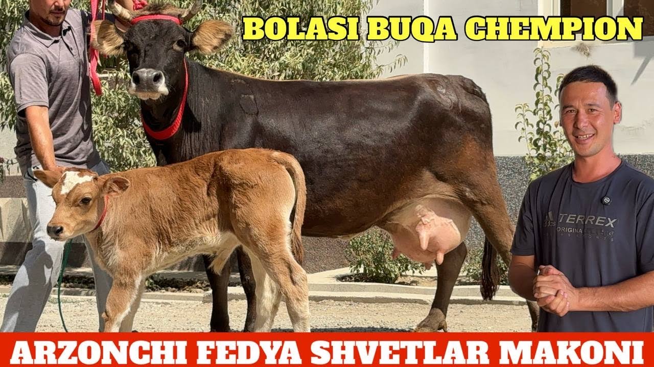 ARZONCHI FEDYA RAMAZON AKSIYASI🔥BOLASI BUQA SHVETLAR😳NARXLAR XAMYONBOP⭐️