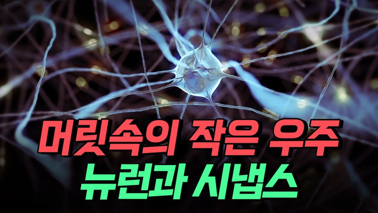 [핫클립] 머릿속의 작은 우주 뉴런과 시냅스 / YTN 사이언스