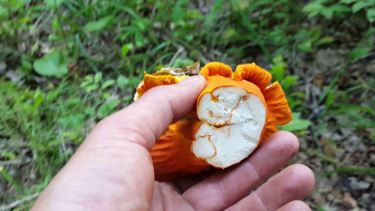How to Forage for Lobster Mushrooms 2016