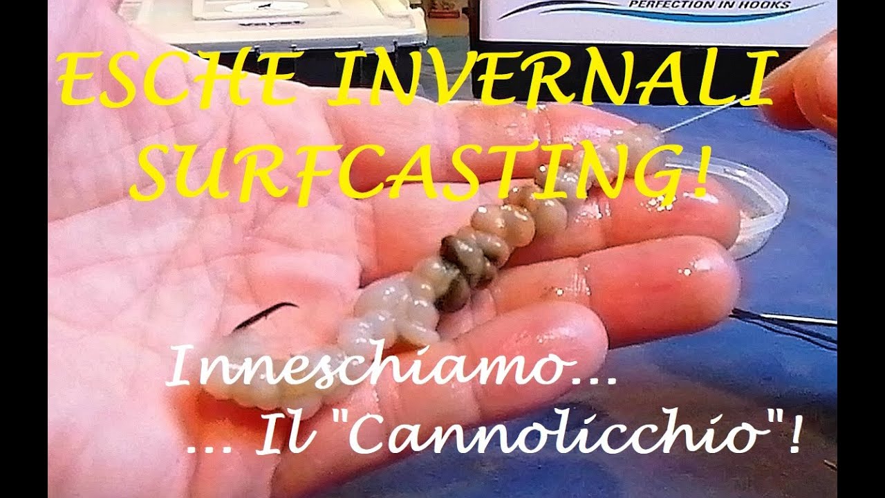 Esche Invernali Surfcasting!... inneschiamo il "Cannollicchio"?