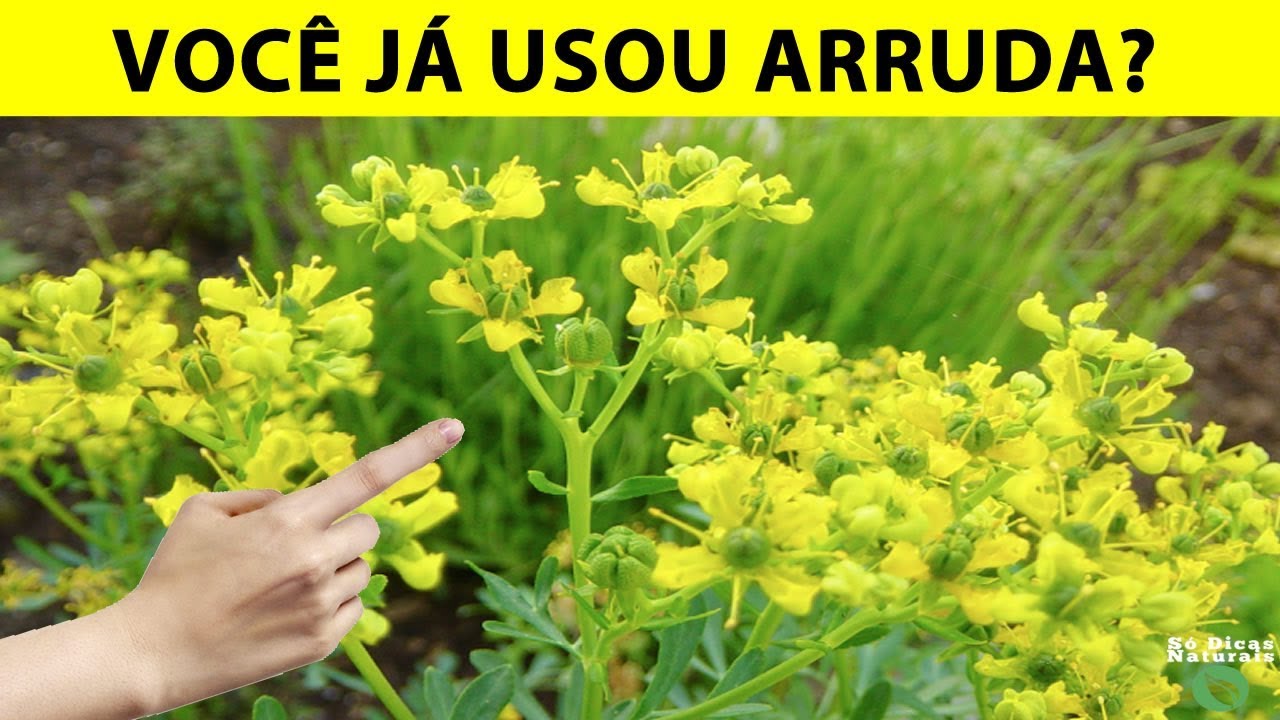🍃 FOLHA DE ARRUDA - Conhe&ccedil;a os Benef&iacute;cios e Como Usar  - S&oacute; Dicas Naturais