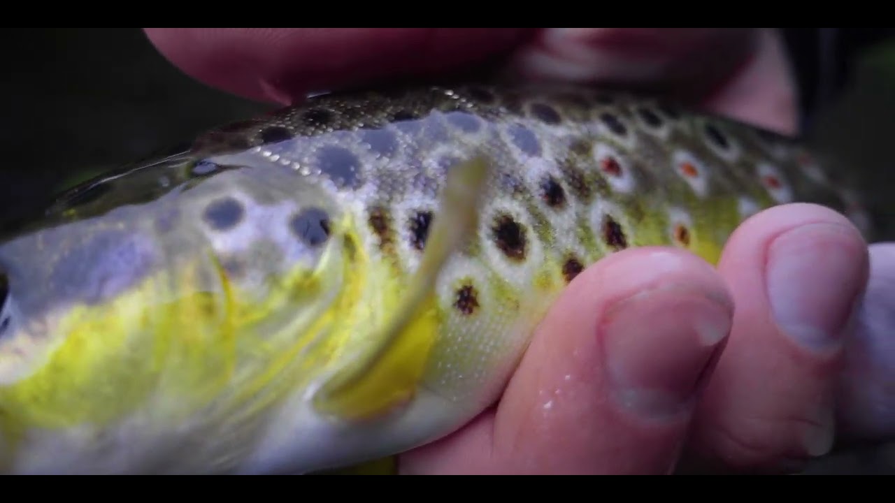 DRY FLY FISHING with DAVID ARCAY (by THEMEIN_FISHING)
