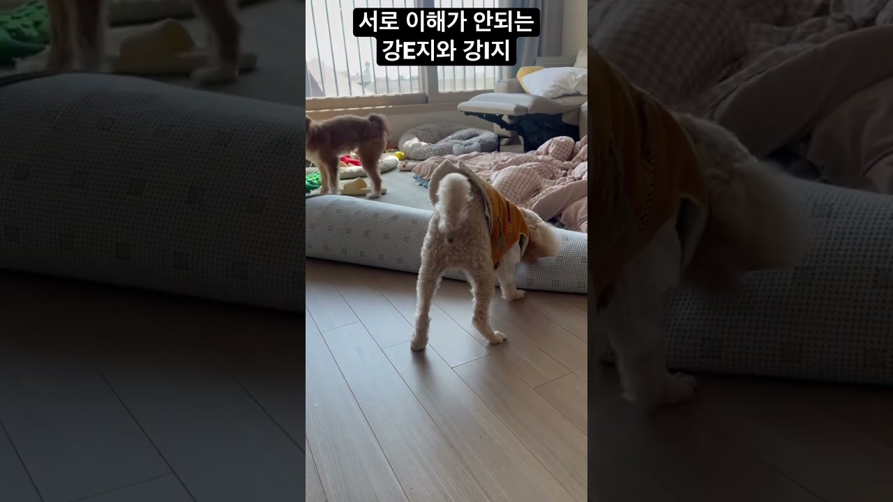 E성향 강아지와 I성향 강아지 서로가 이해안되는 노는 법