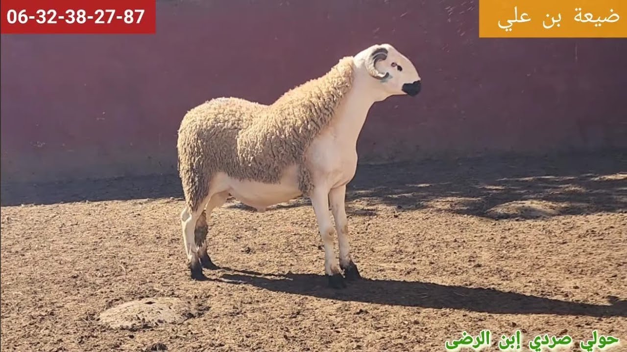 📷 تسوقت البروج بتاريخ/15/2/2026/ 👀وجبت هذا الخير 20 حولي فرجة ممتعة 🤲🇲🇦🤍