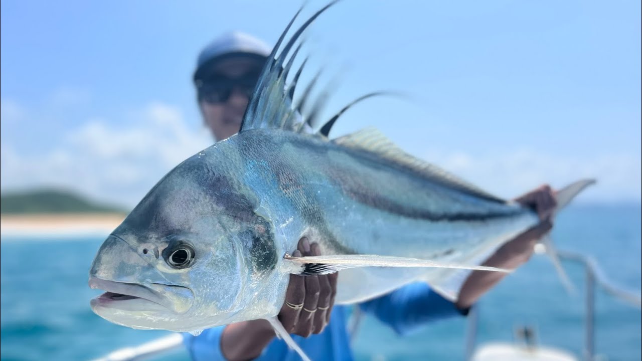 Rooster fish action with captain Olga
