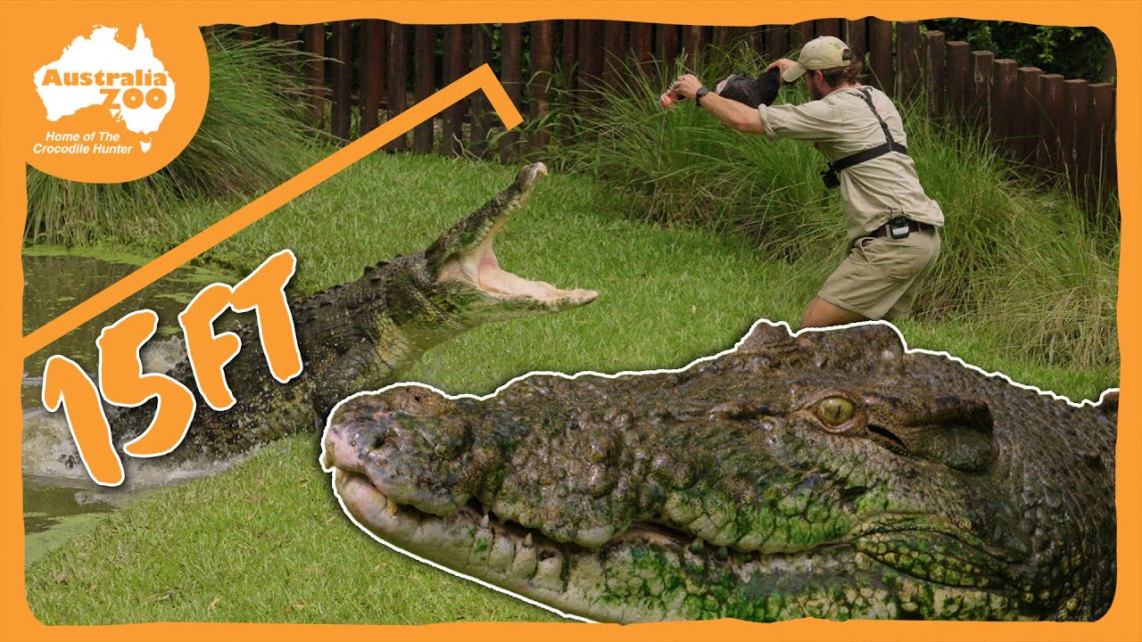 What's it like to feed a 15ft crocodile? | Australia Zoo Life