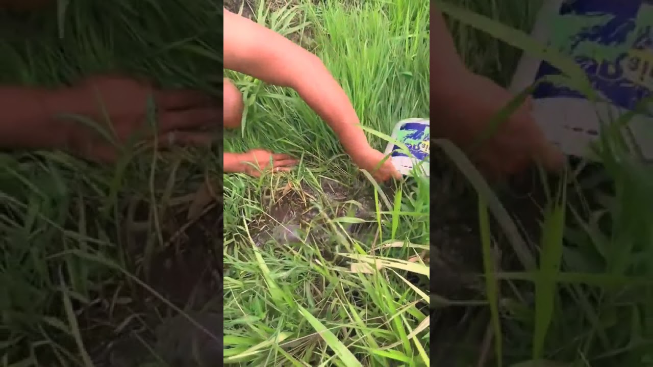 Primitive life, Simple life,Food Life, EP19,#fypage,#catchingfish, #fishing,#handfishing,