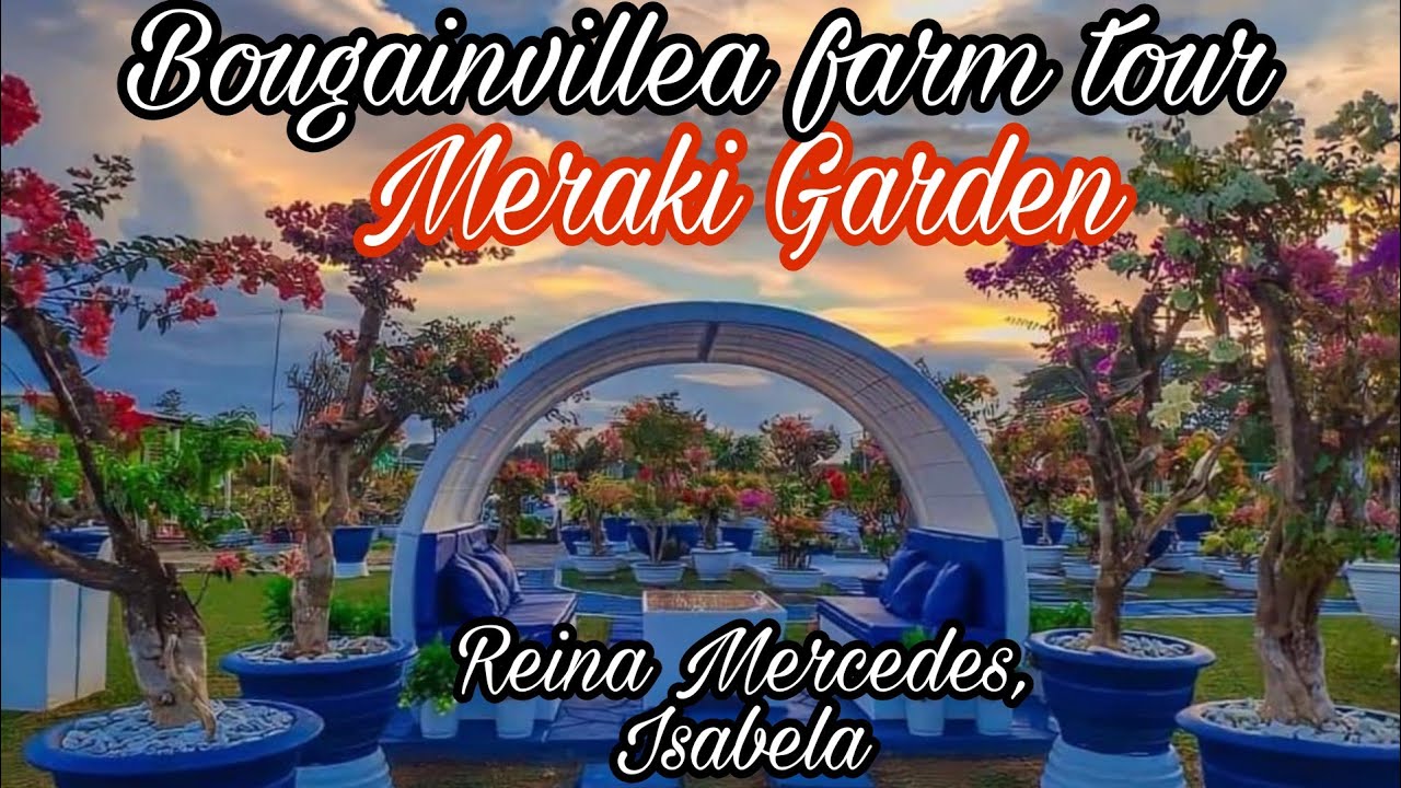 Bougainvillea farm tour!!! Tara
