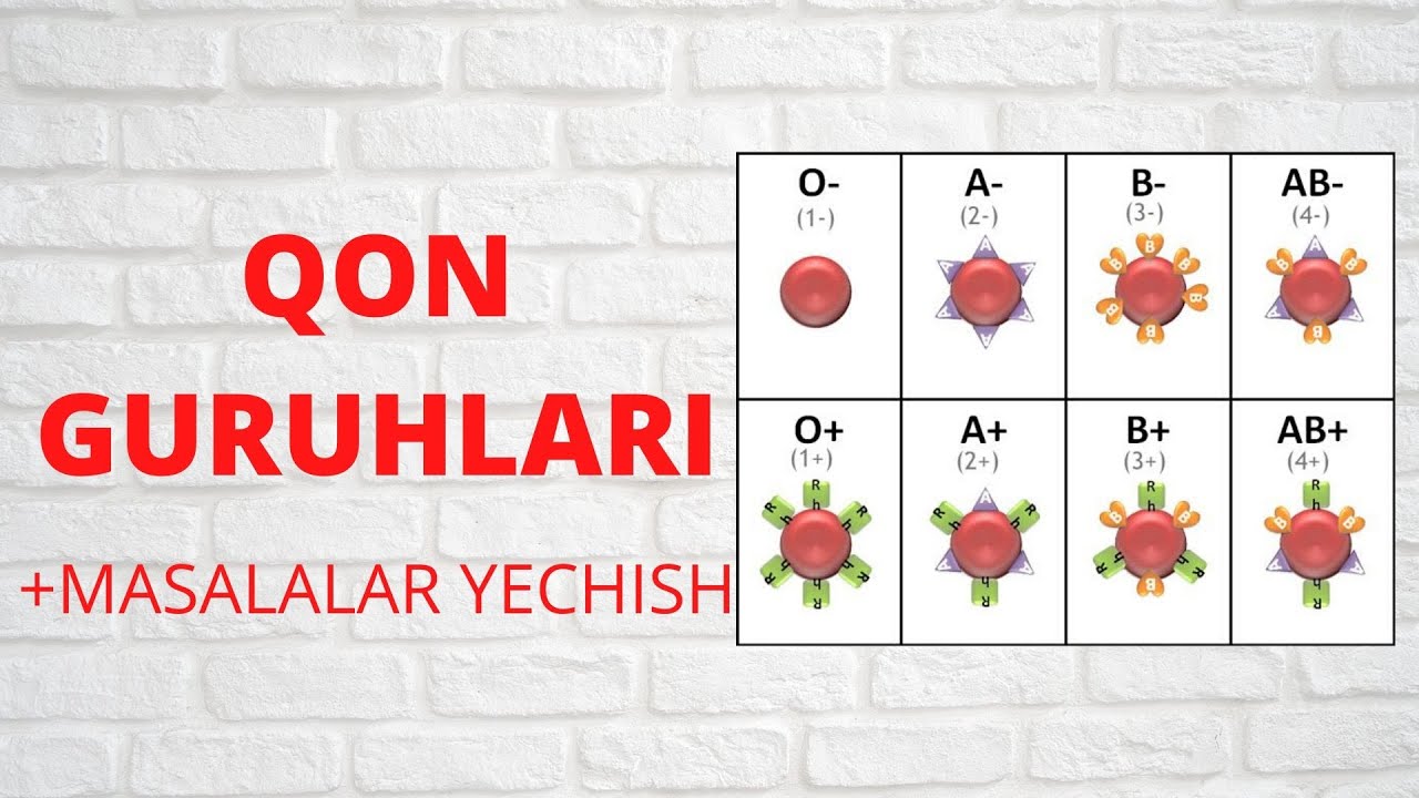 QON GURUHI | QON GURUHLARIGA DOIR MASALALAR YECHISH