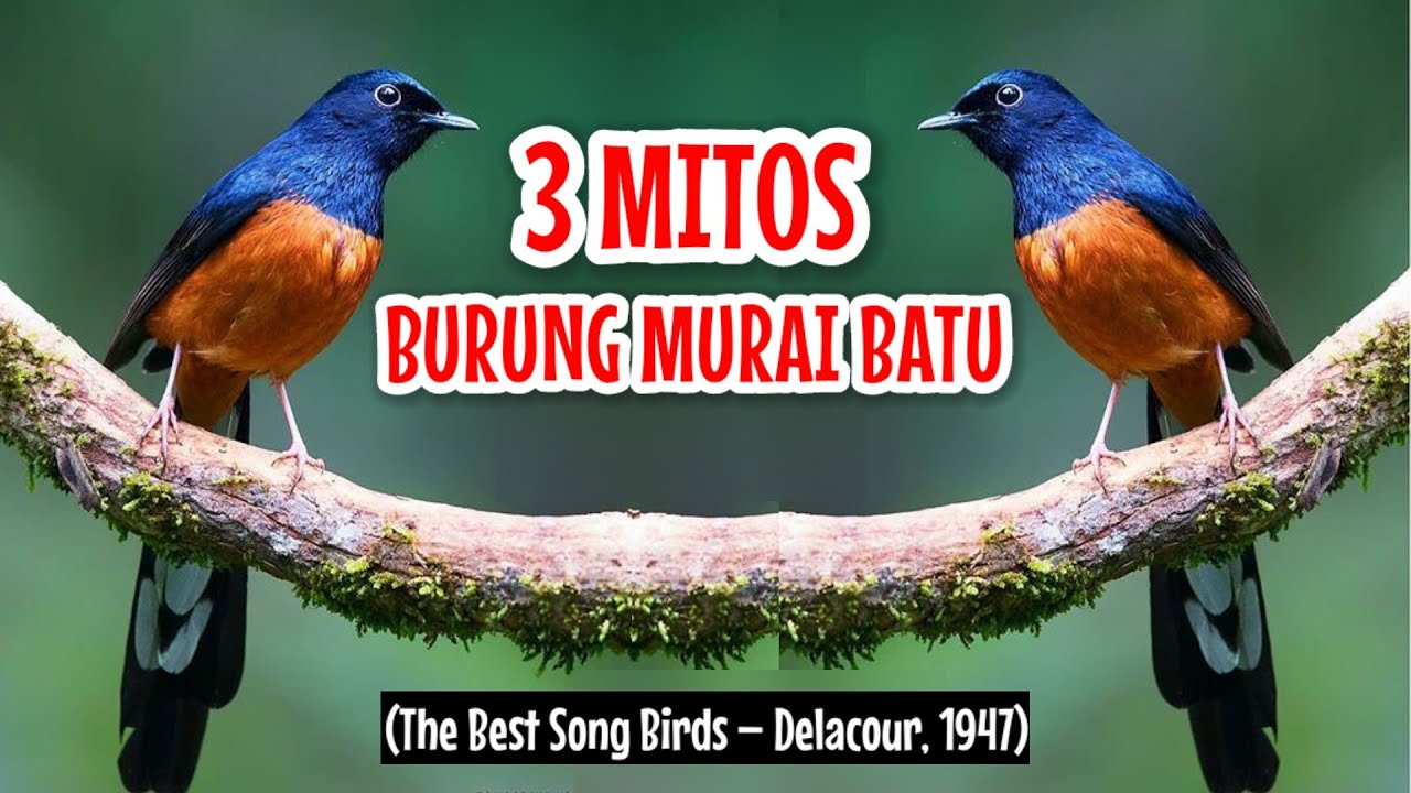 MITOS BURUNG MURAI BATU