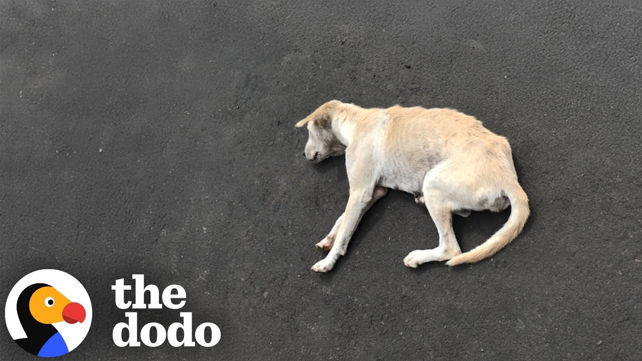 Dog Found Lying In Road Turns Into A Playful Puppy  | The Dodo