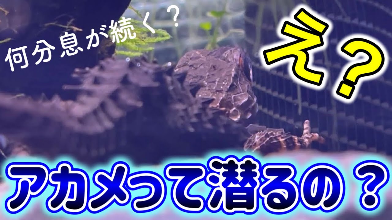 【アカメカブトトカゲ】潜水能力が高い？ 何分水の中で潜ってられるの？