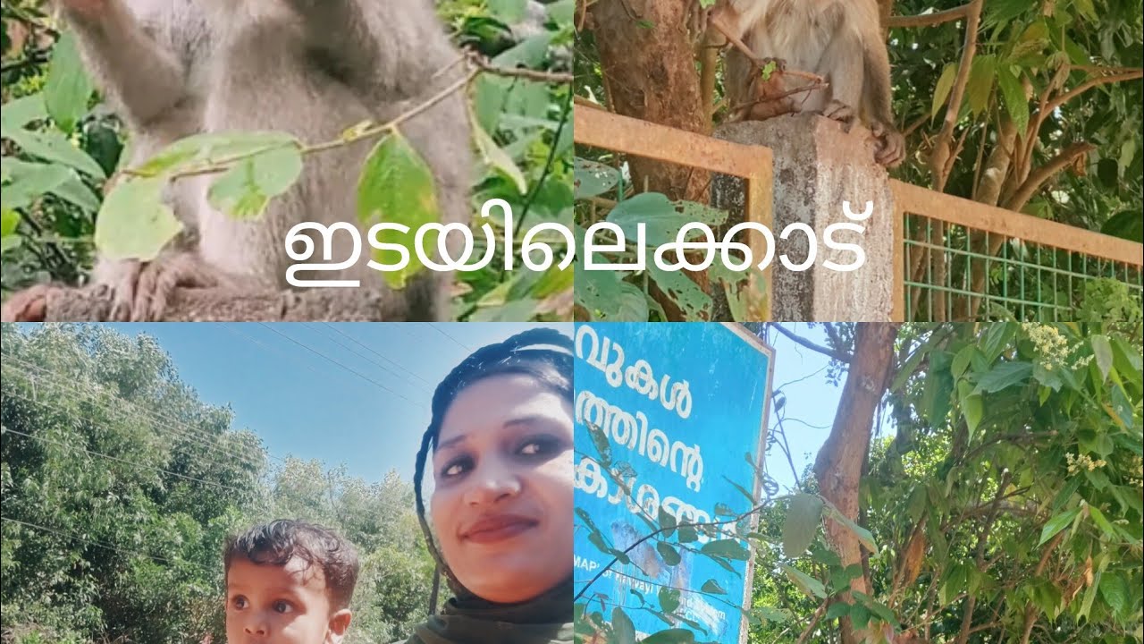 Edayilakkad monkey Forest