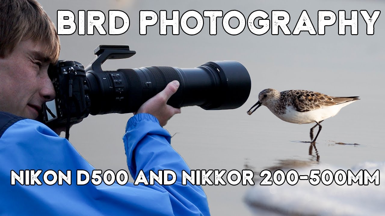 Bird Photography At The Beach (Nikon D500 + Nikkor 200-500mm f/5.6)