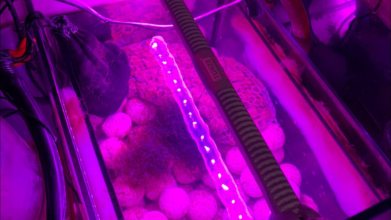 Tank Update 9 - Setting Up A Refugium