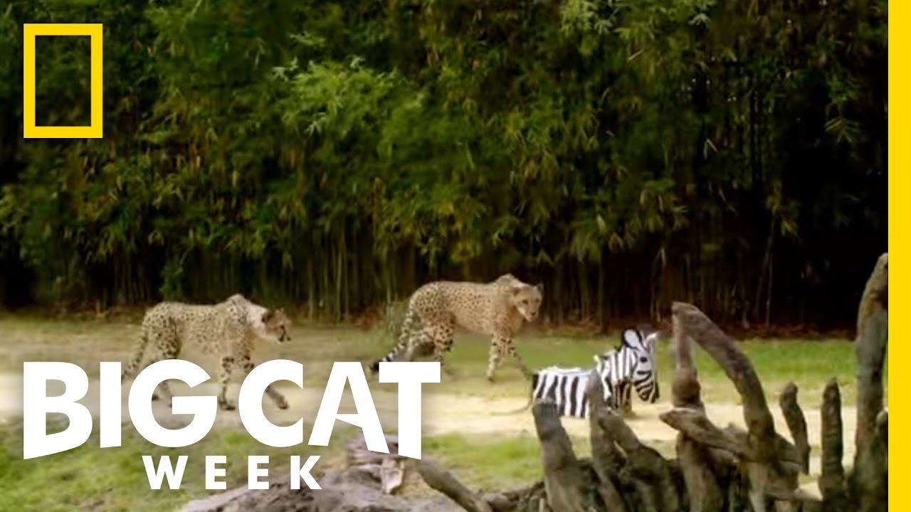 Champion of the Hunt | Big Cat Week