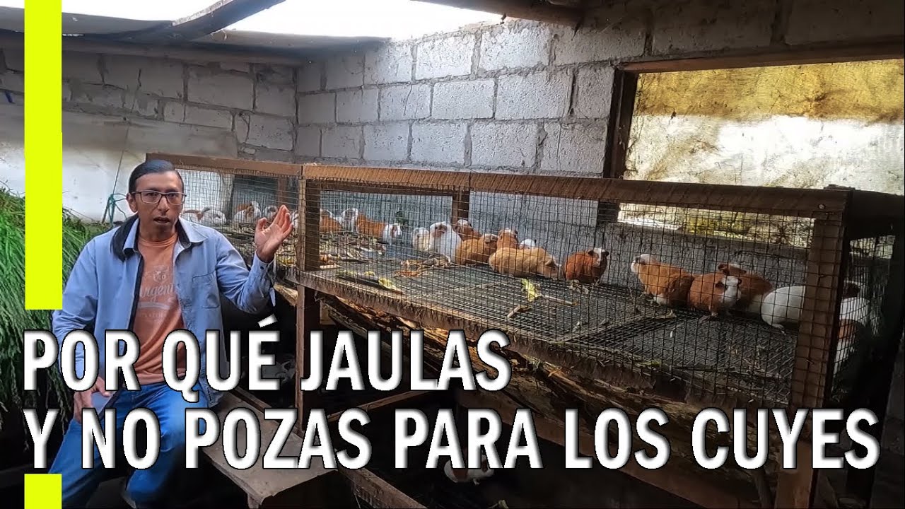 JAULAS PARA CUYES O POZAS PARA CUYES