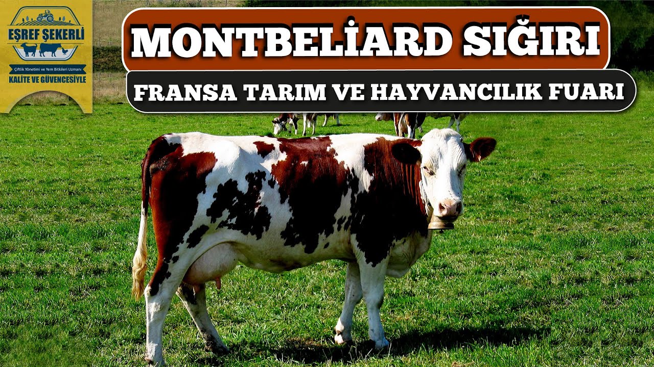 Montbéliarde Irkı - Kombine %60 Sütçü %40 Etçi  - Fransa Sommet de l'Elevage Fuarı