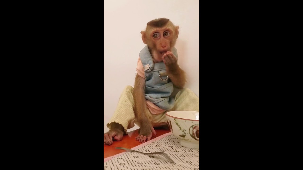 Baby monkey Eating noddle Yummy #monkey #cute #funny #eating #livestream