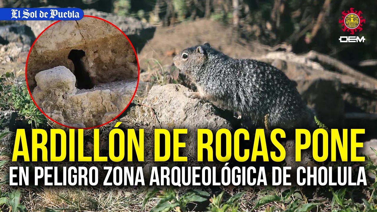 ¿Zona arqueológica en peligro? Detectan sobrepoblación de 