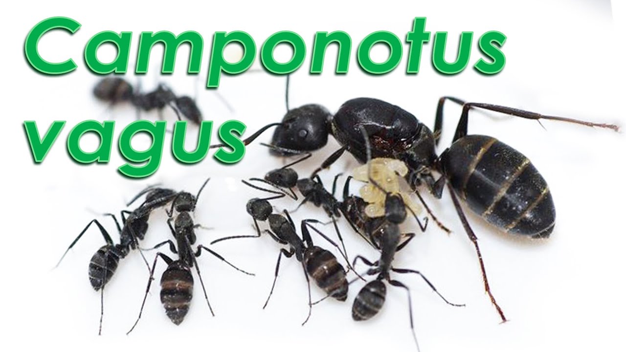 Le formiche di Gianni - Camponotus vagus