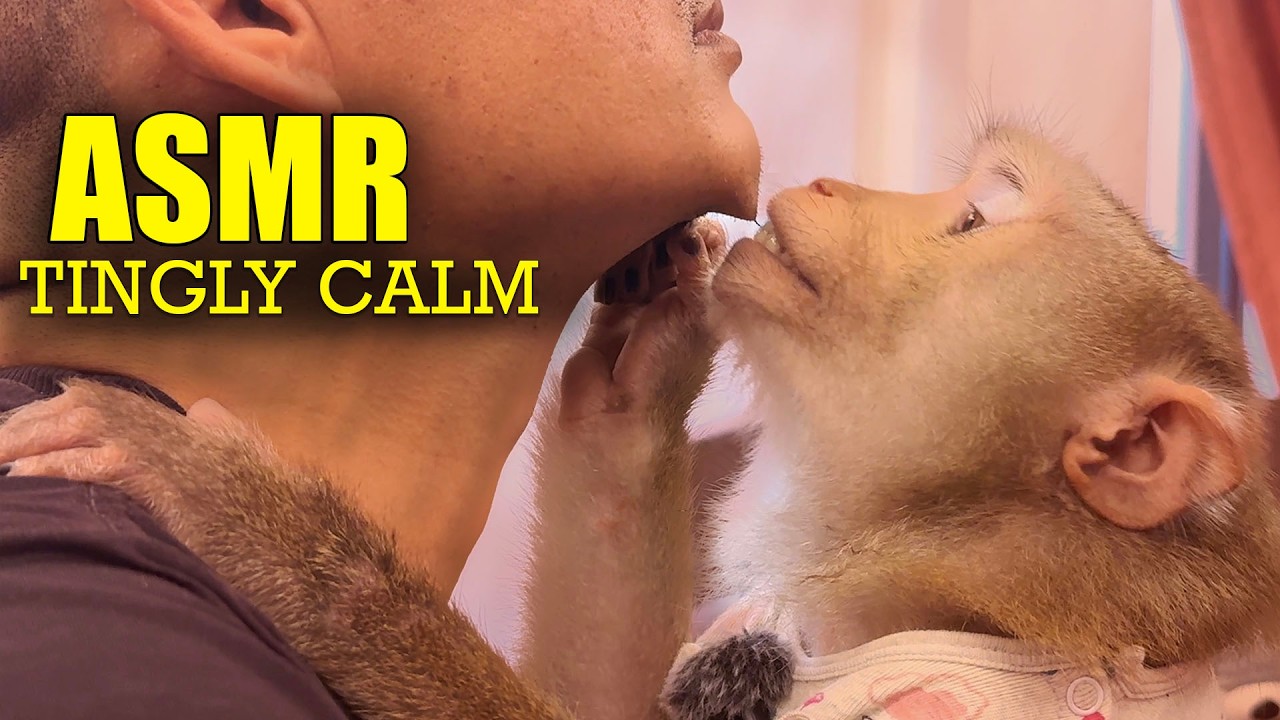 ASMR TINGLES! Gentle Monkey Grooming & Softest Nibbles