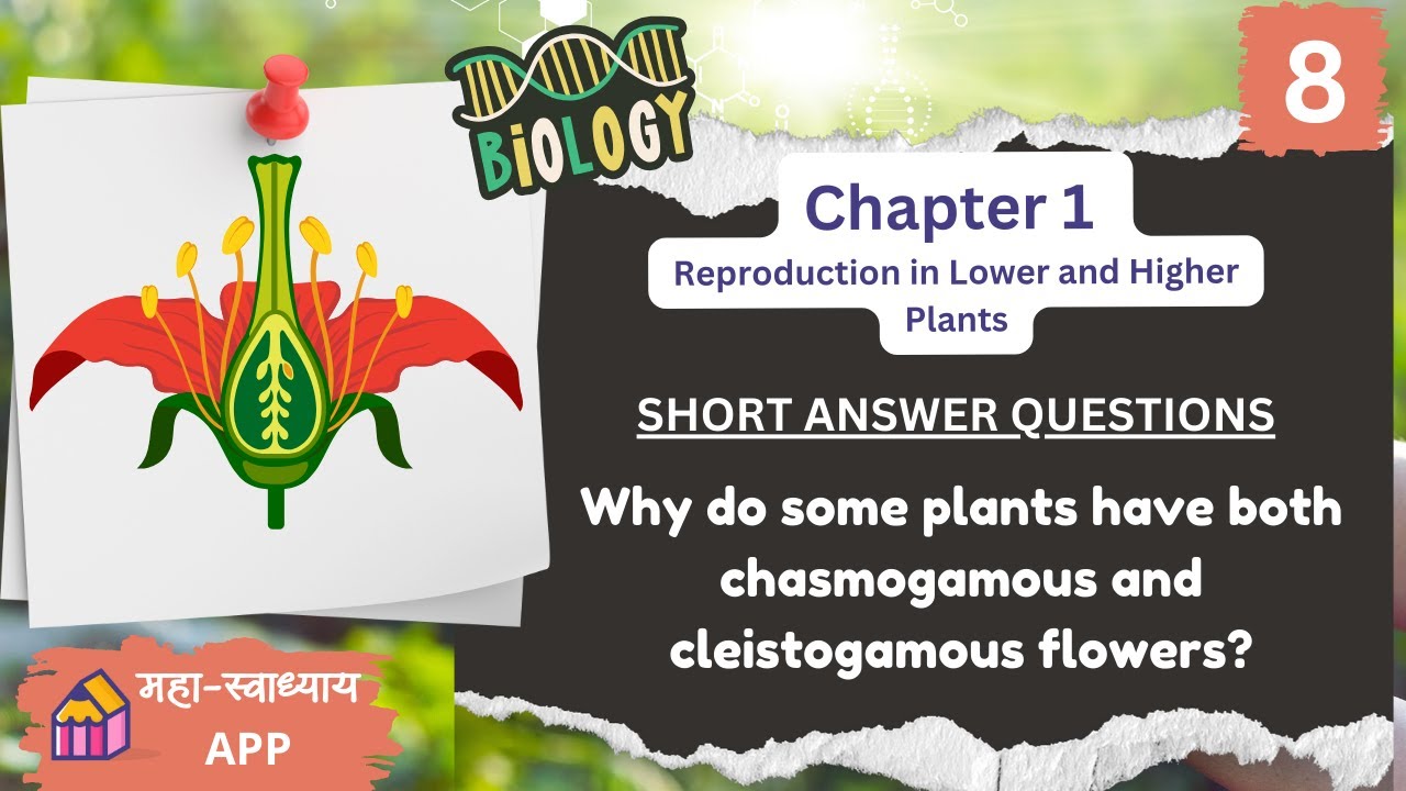 Why do some plants have both chasmogamous and cleistogamous flowers?|SHORT ANSWER QUESTIONS | #hsc