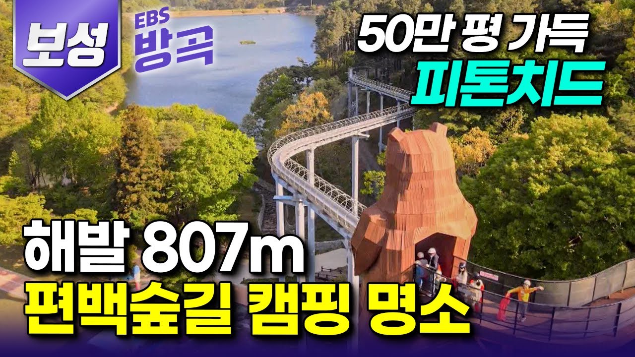 [전남 보성] 50만 평 편백나무 숲 ⛺해발 800m에 숨겨진 캠핑 명소┃제암산 자연휴양림┃진분홍빛 철쭉 물결 일렁이는 '일림산'┃국내 여행┃#한국기행 #방방곡곡