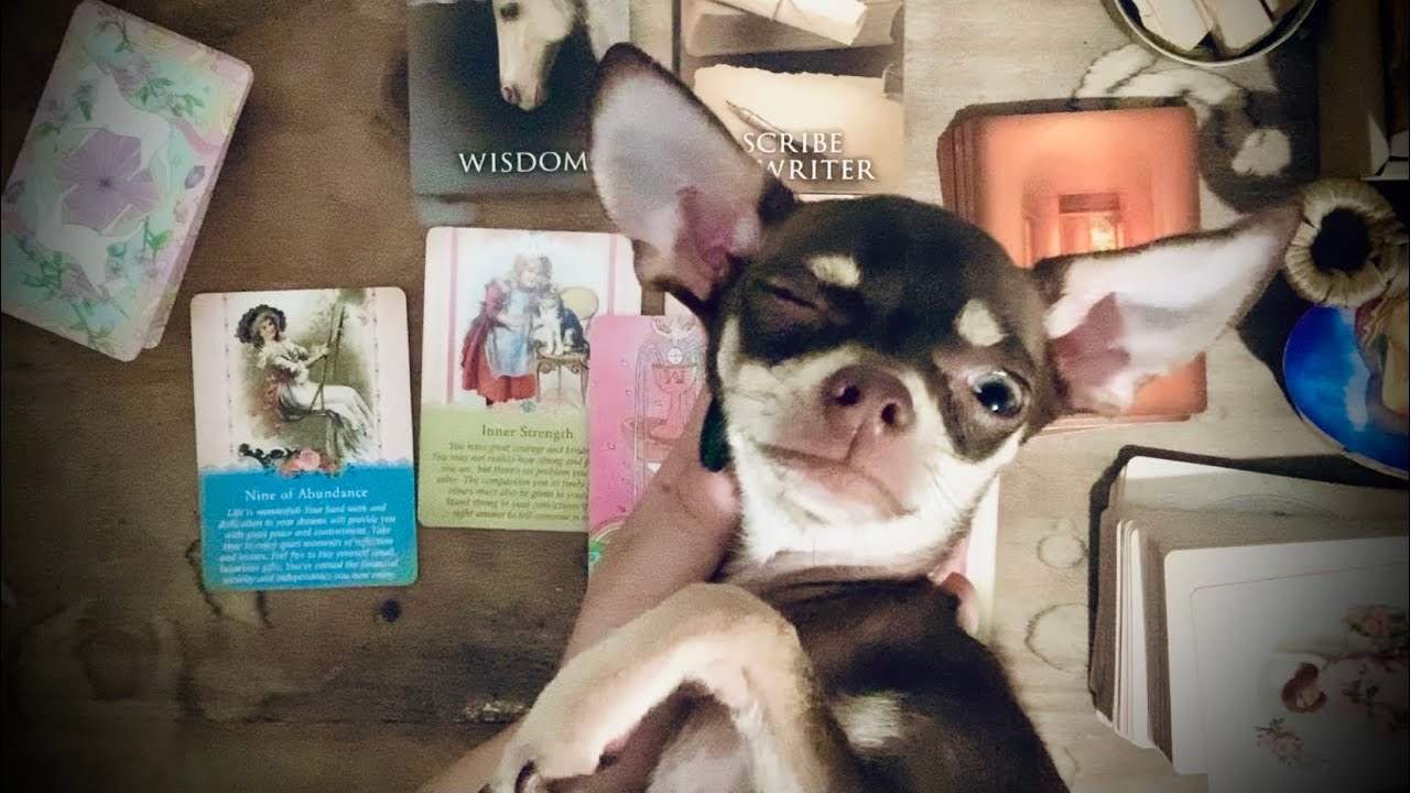 💌 *wink* My confession is...your life is about to change so fast it’s mind blowing. Tarot Reading🥰