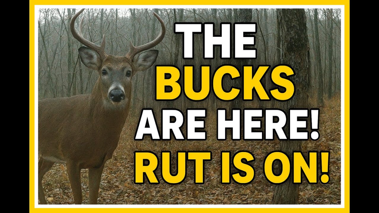 The Ridge Explodes With Rut Action! Bucks Showing Up Non-Stop!