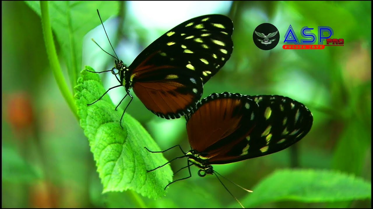 Most beautiful unique colorful butterflies in the wild | animal planet | video cinematic
