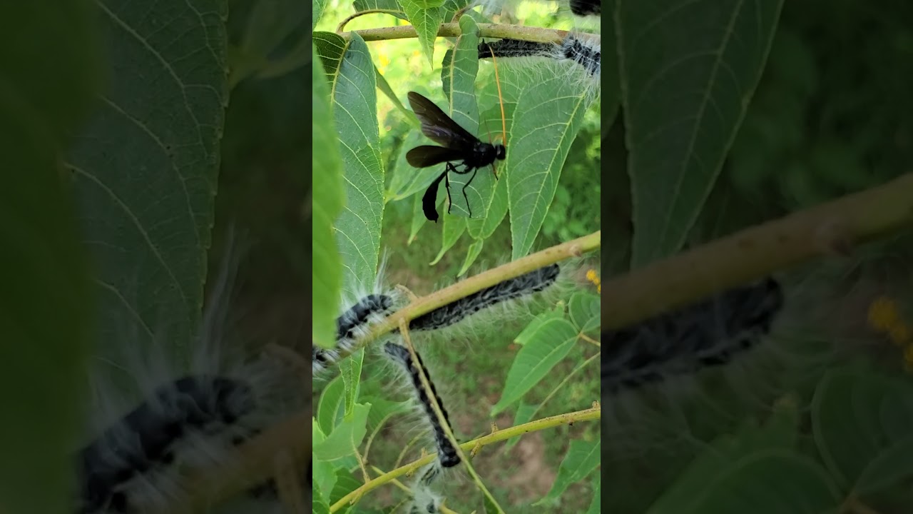 Parasitic Wasp Laying Eggs on Caterpillars in Black Walnut Tree