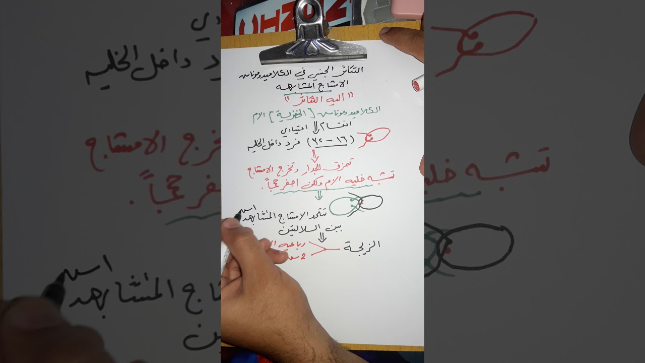 احياء التكاثر الجنسي للكلاميدوموناس