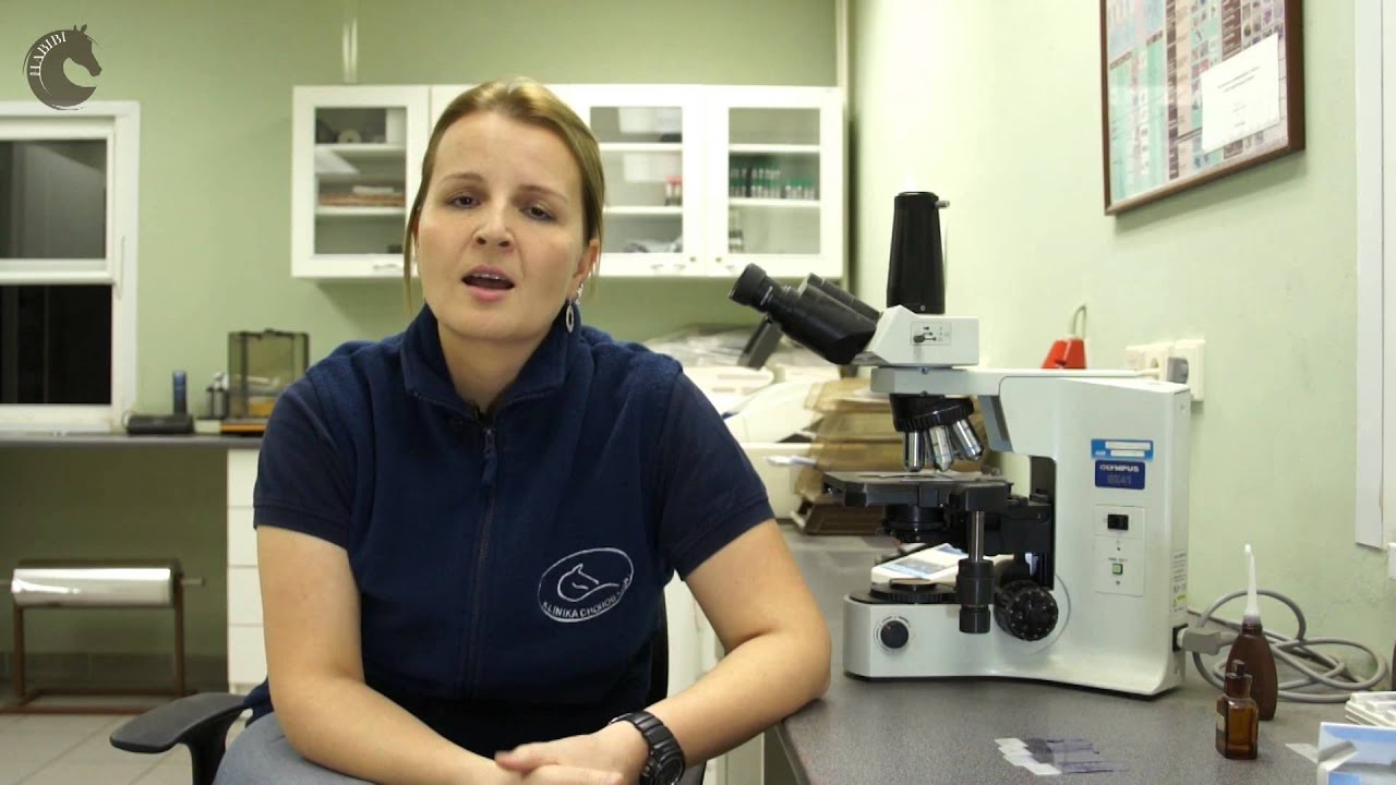 HABIBIprokone.cz: Žaludeční vředy u koní II