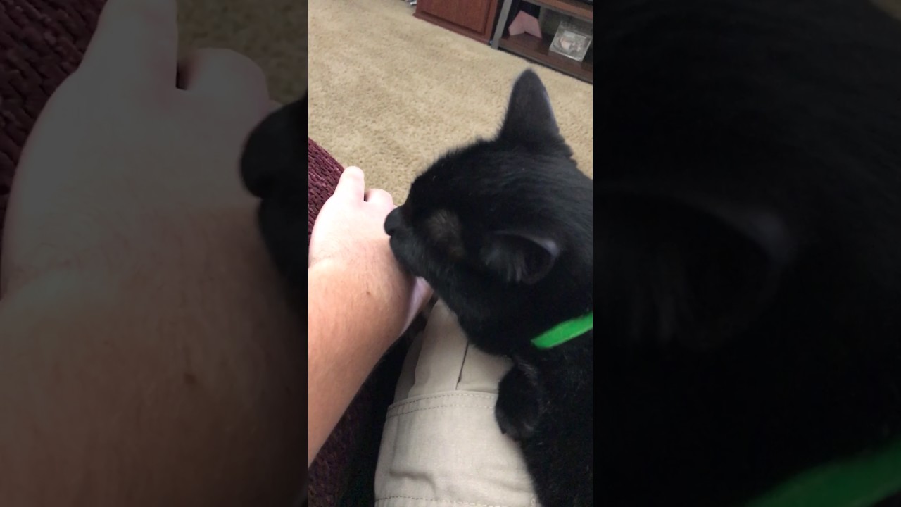 Cat licks hand for 2 minutes