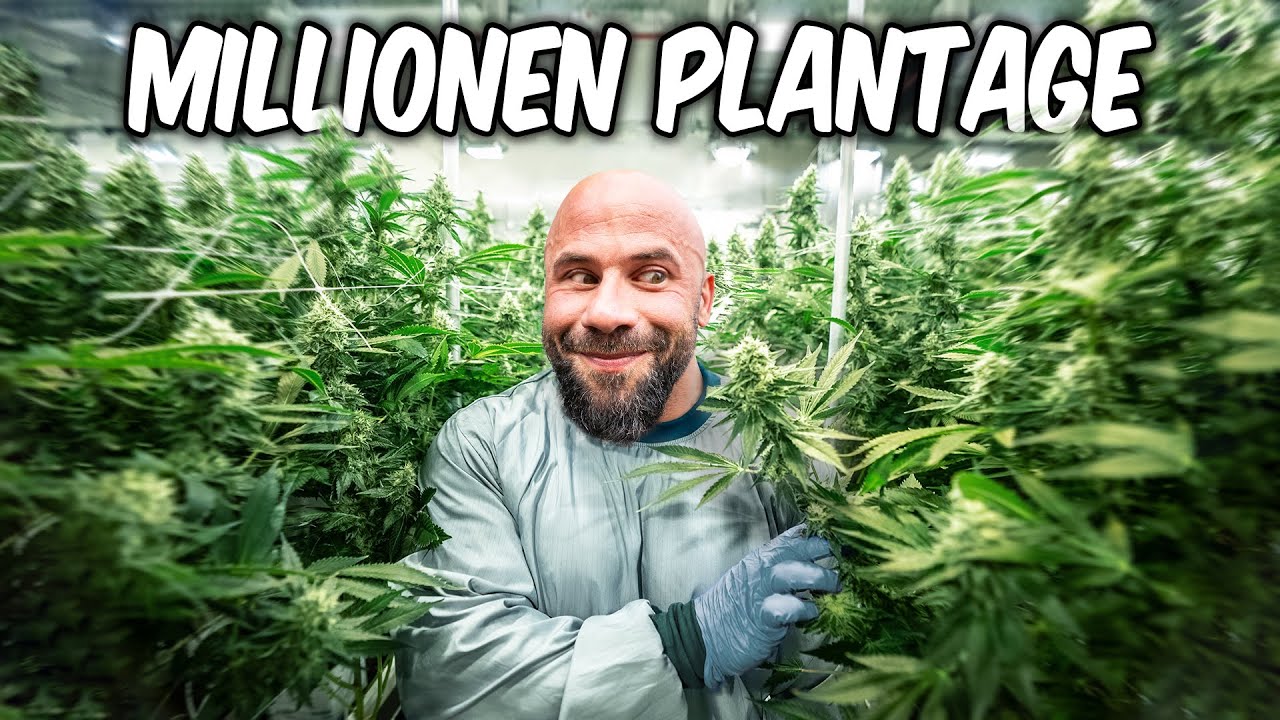 Cannabis als Medizin 🥦 1 Tag Gras-Ernte