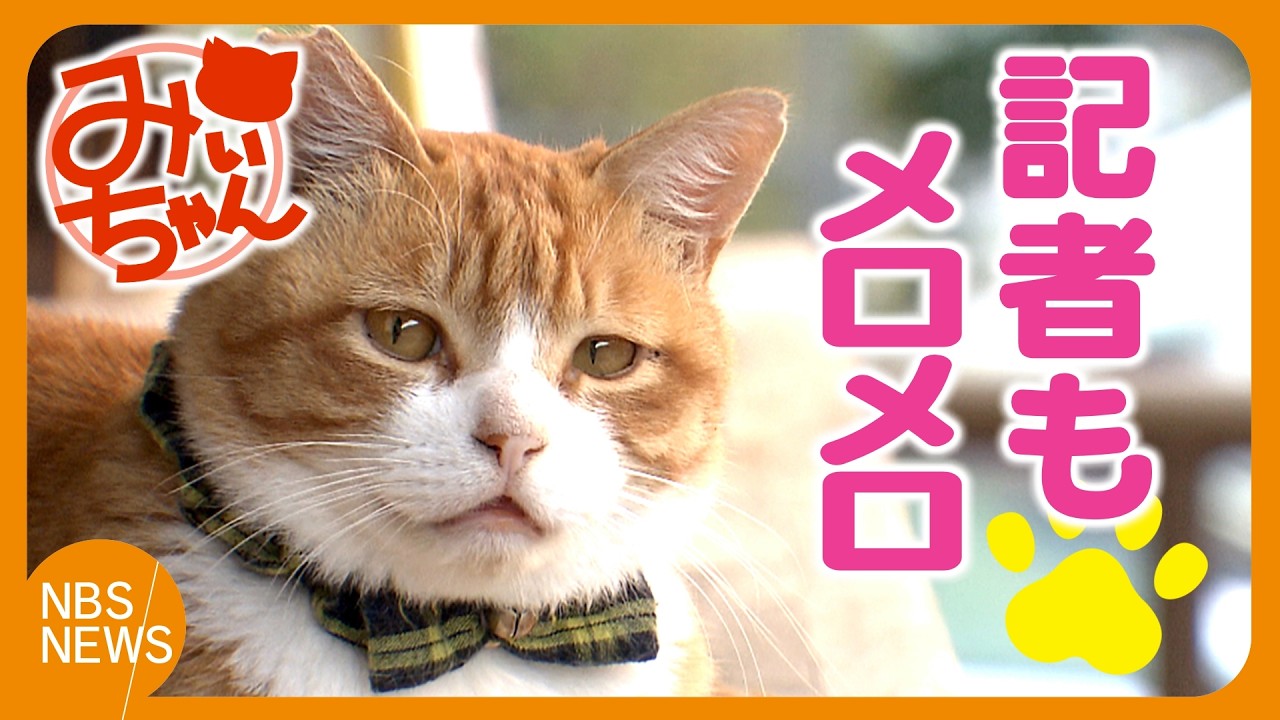 地域猫「みぃちゃん」懐かれて記者もメロメロ