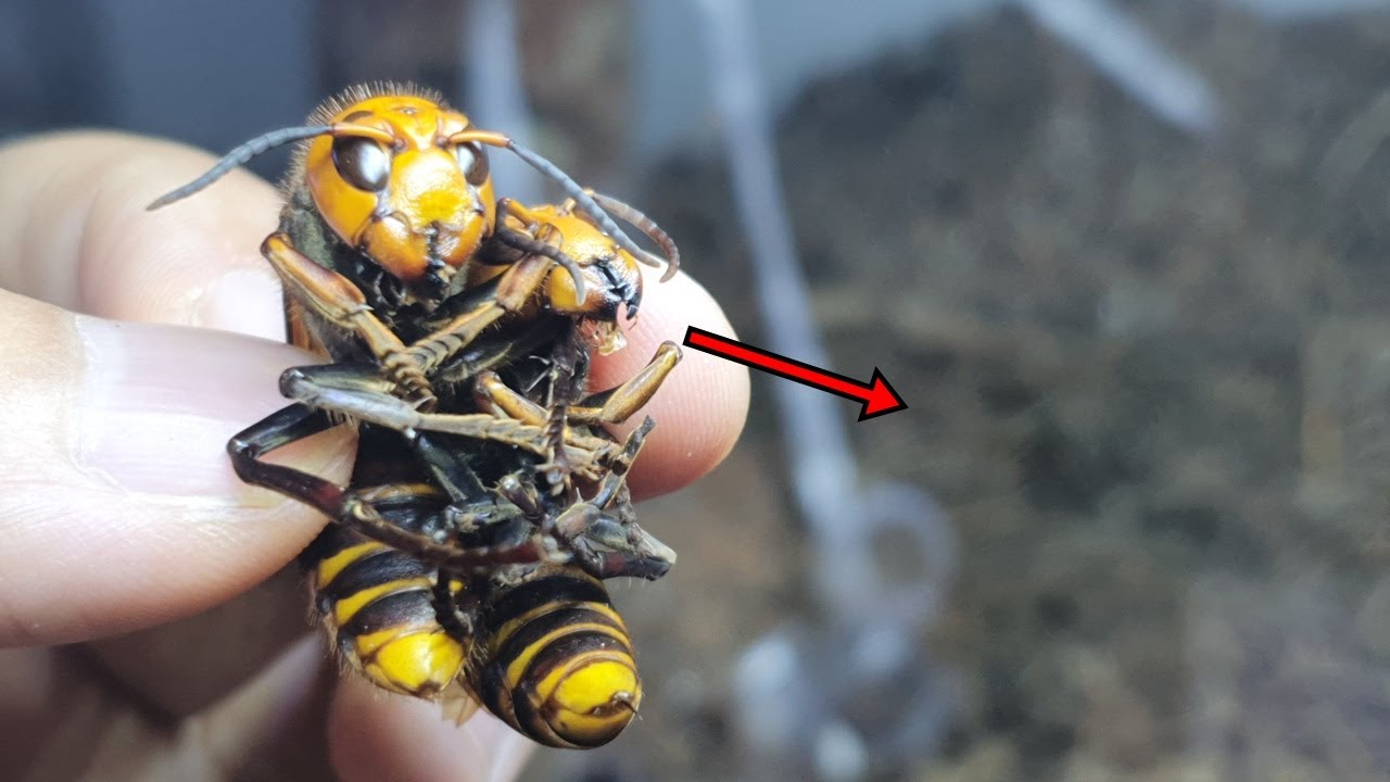 거대 장수말벌을 불개미병사 7000마리에게 먹이로 줘보았다. I gave Asian giant hornet  to the fire ant army.