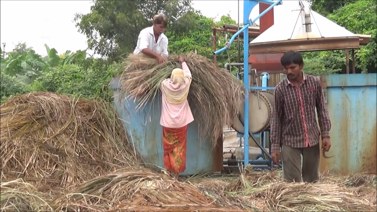 Natural farming method of lemon grass cultivation _ Kadapa