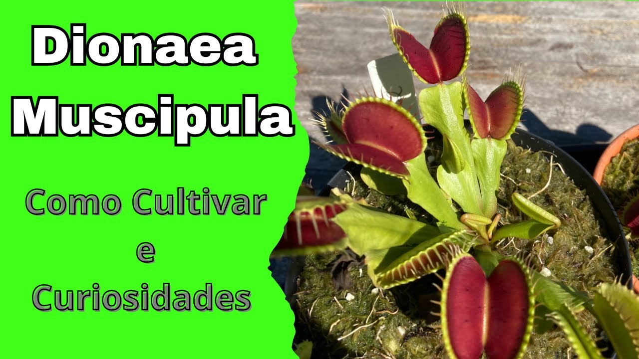 Dionaea Muscipula: Como Cultivar