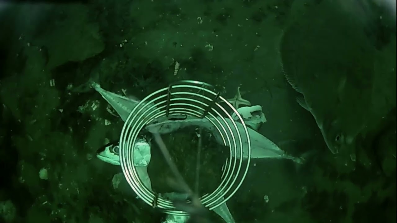 2022 Unterwasserfilm mit Water Wolf am Korb Fjord Norwegen
