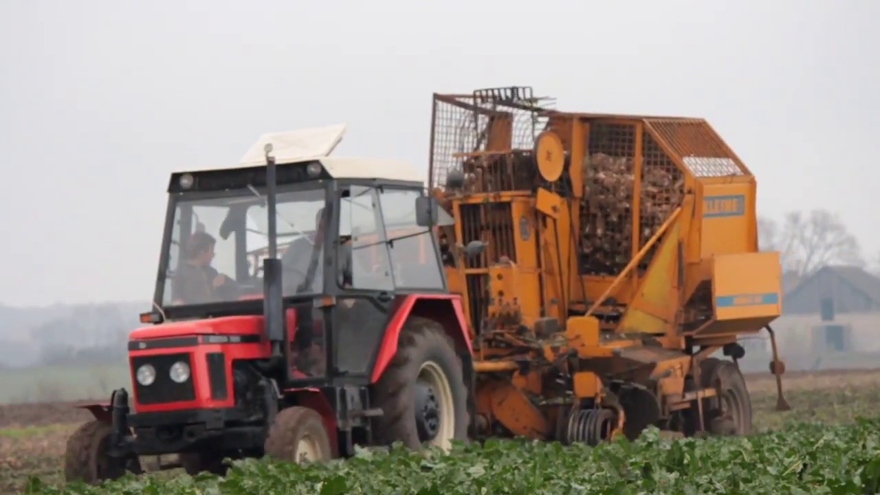 Kopanie buraków 2017 w GR Pirogowicz / AgroPL