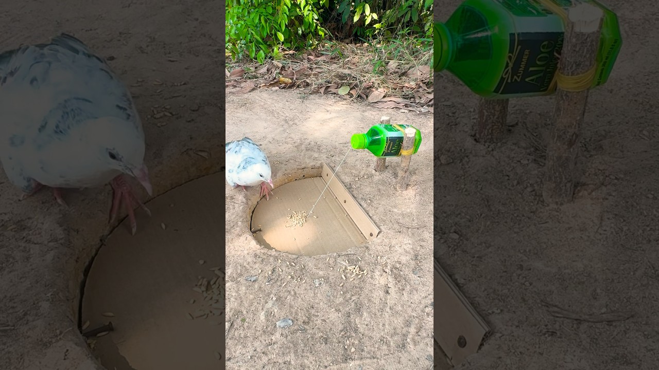 Experiment bird trap using water bottle and cardboard #shorts #birds #trap #experiment