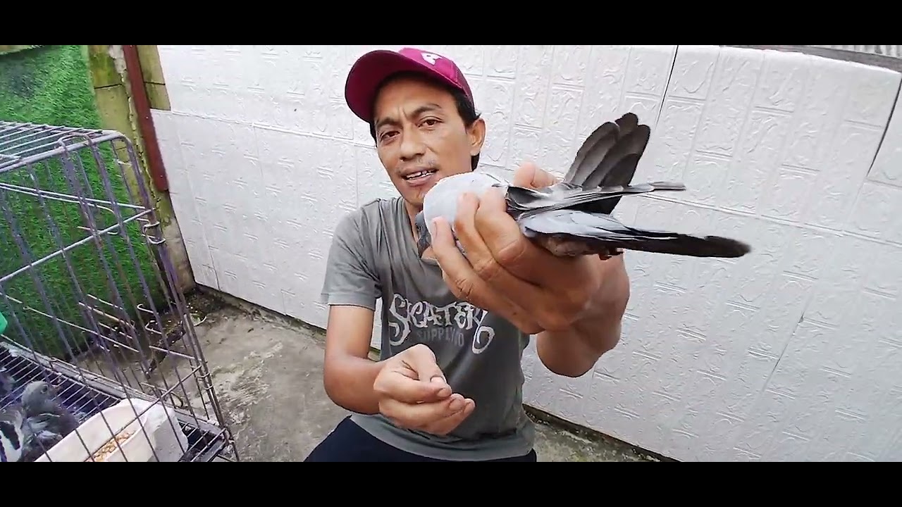 piyik merpati pos #shortvideo #short #shortsfeed #shortsviral #birds #animals #kabootar #hobisatwa 