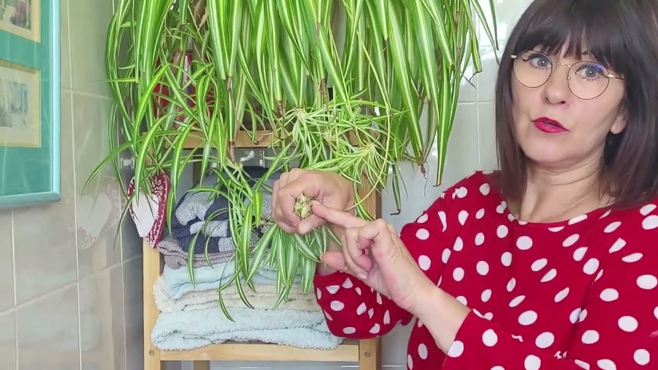 Comment bouturer un Chlorophytum ? Méthode simple qui fonctionne à tous les coups