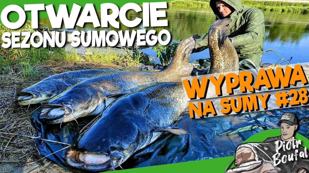 Otwarcie SEZONU SUMOWEGO 2023 / SUMY na kwoka - ostatnia nadzieja w stacji / WYPRAWA NA SUMY #28