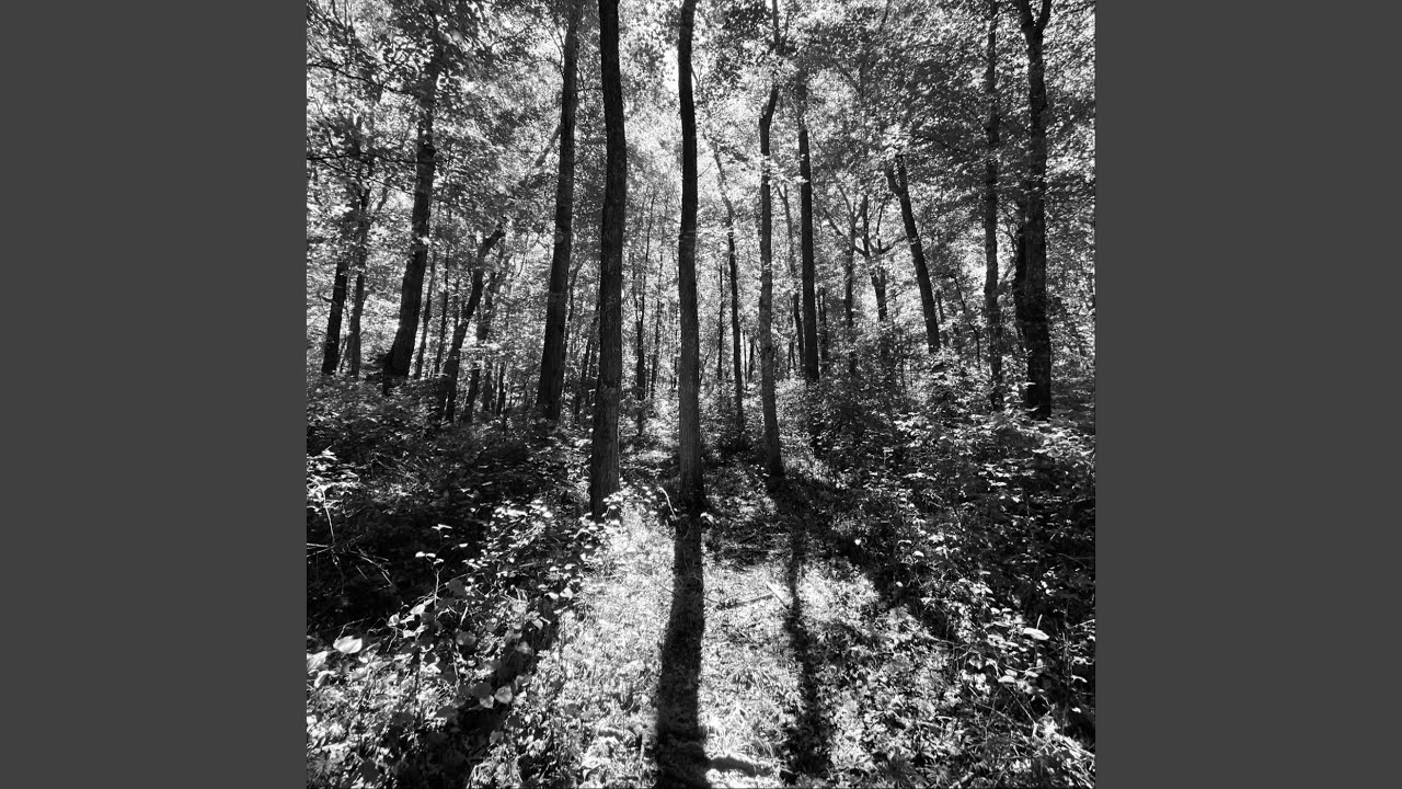 In a Dark Dark Wood