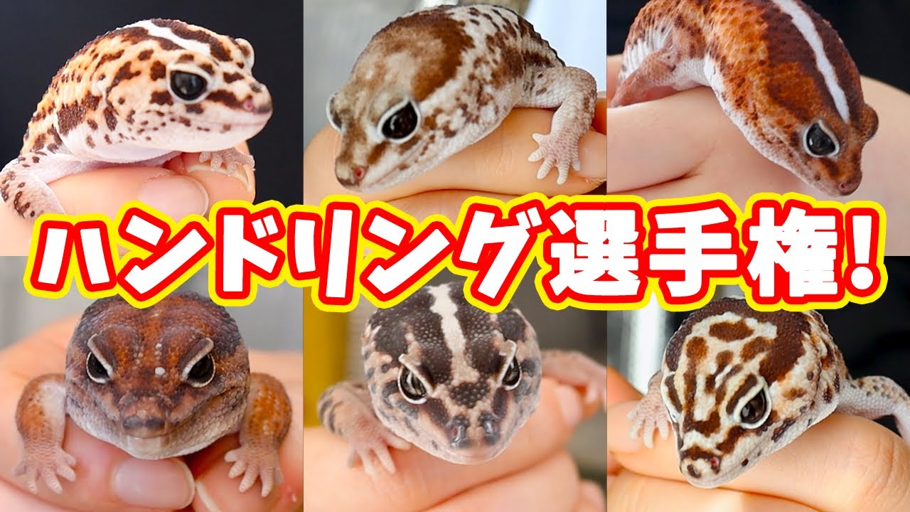 ニシアフリカトカゲモドキ飼育1年半の慣れ具合は…？ハンドリング選手権！