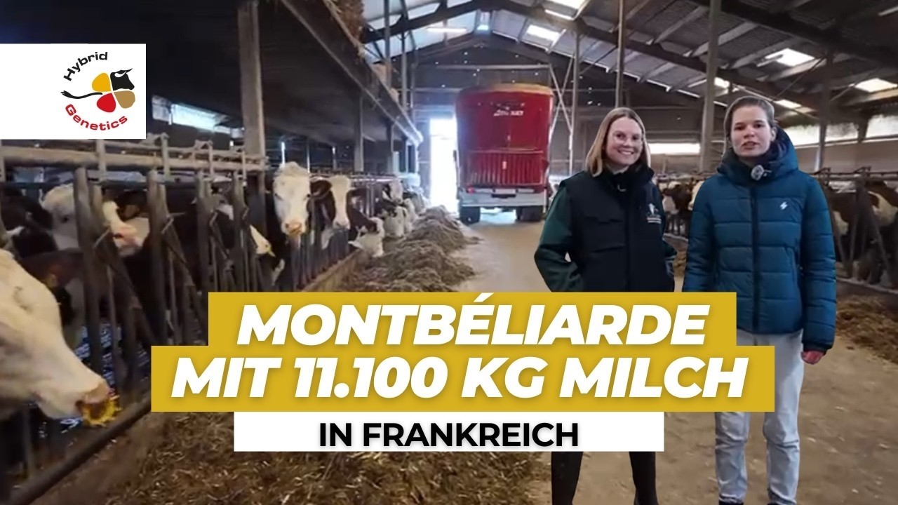Mit wenig Kraftfutter über 11.000kg an drei Melkrobotern - Montbéliarde Kühe in Frankreich