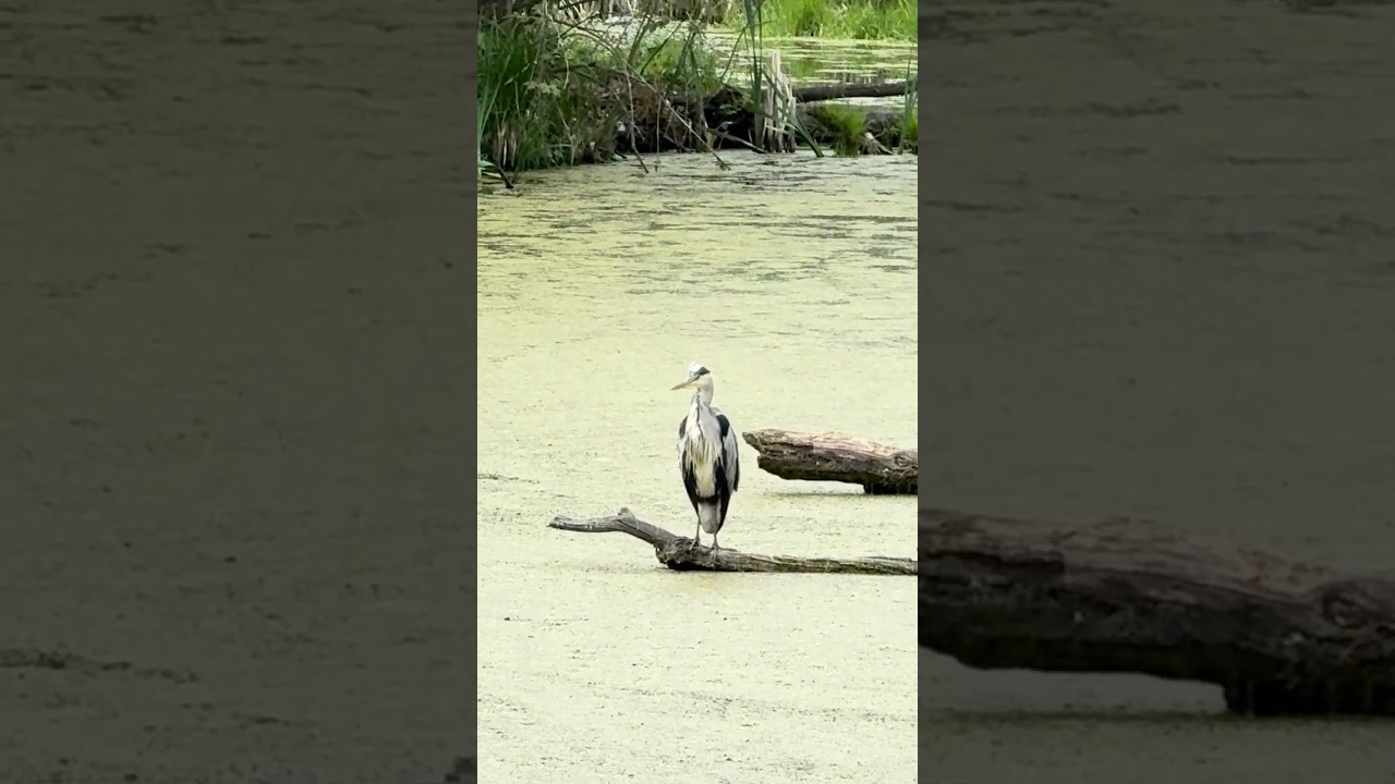 Heron - Mermaid Ponds / Czapla - Syrenie Stawy #MermaidPonds #Szczecin #POLAND